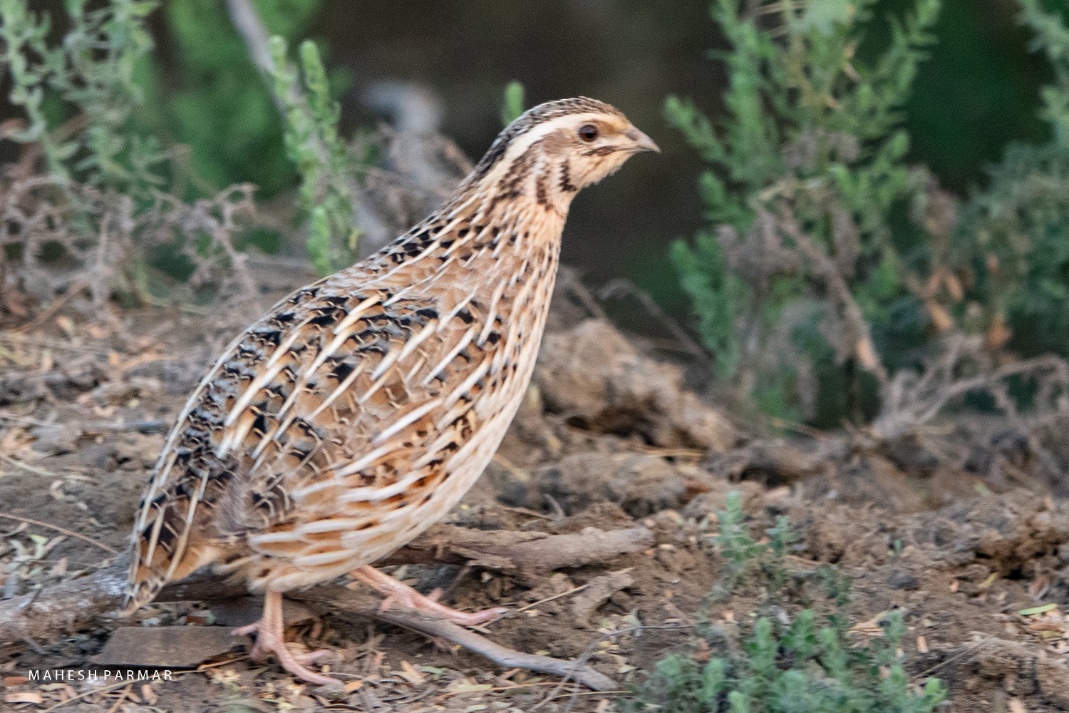 Common Quail